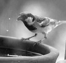 sparrow_water